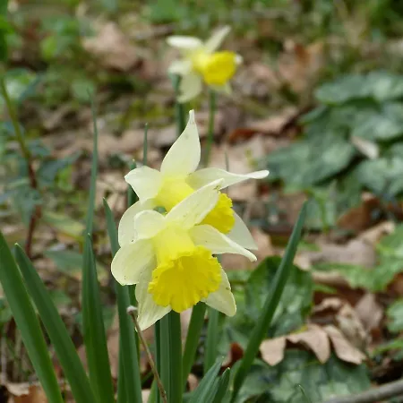 En Gélion Sarrant