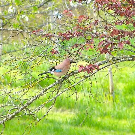 En Gelion Tatil Evi *