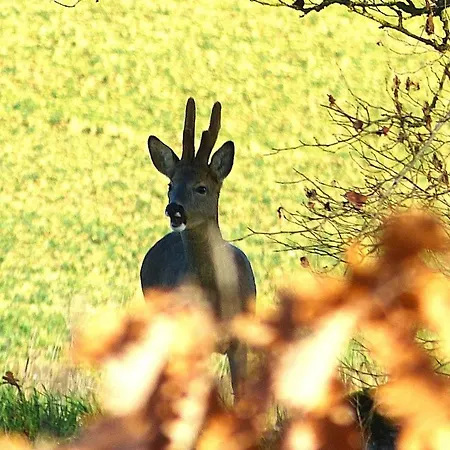 En Gelion Tatil Evi *